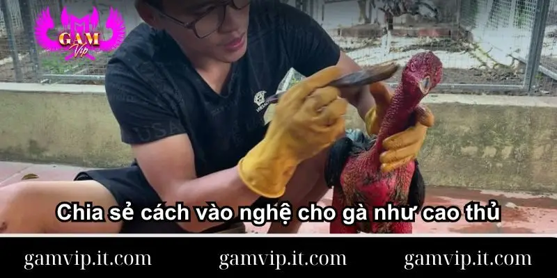 chia-se-cach-vao-nghe-cho-ga-nhu-cao-thu